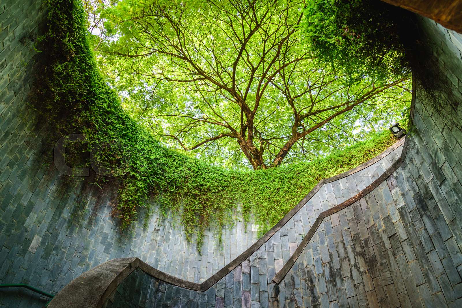 Fort Canning Tree