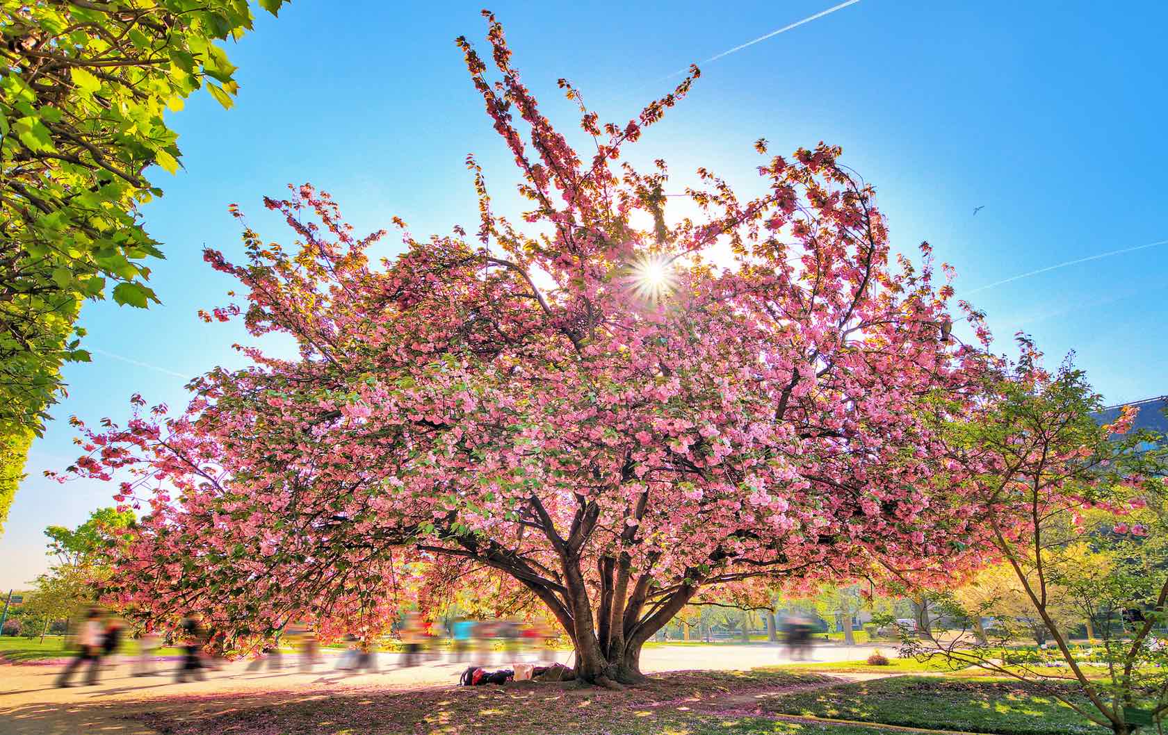Where to See Spring Flowers in Paris by Paris Perfect7