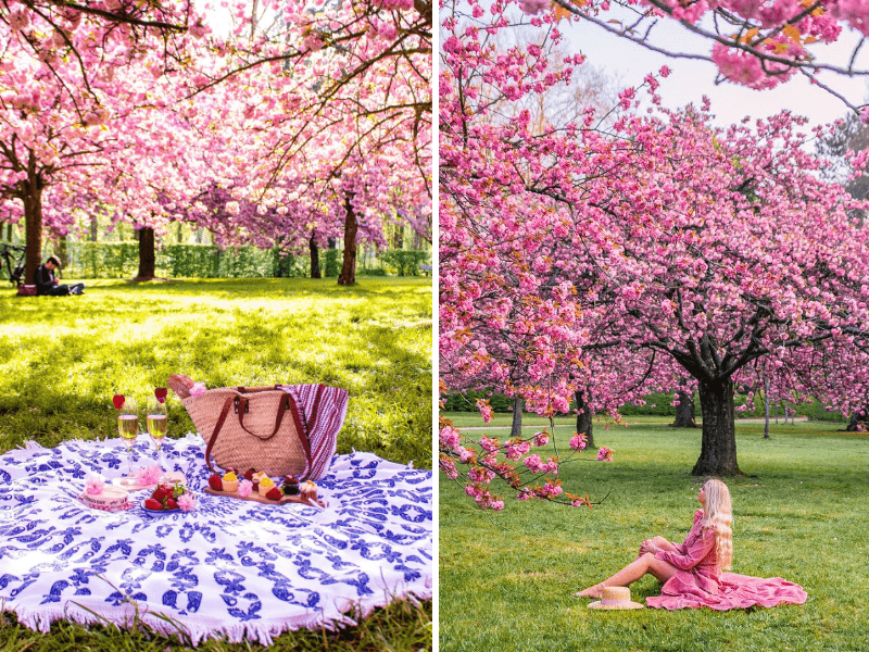 parc de sceaux cherry blossom 2