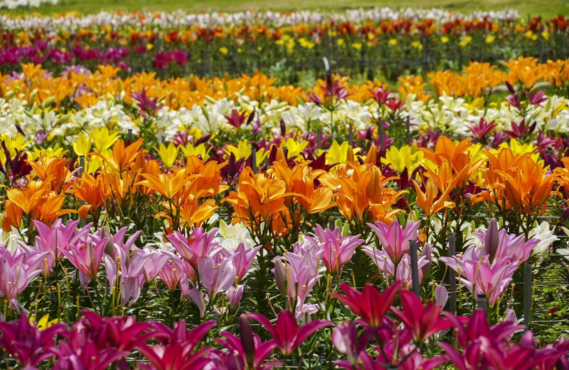 ev159 05 ie lily festival
