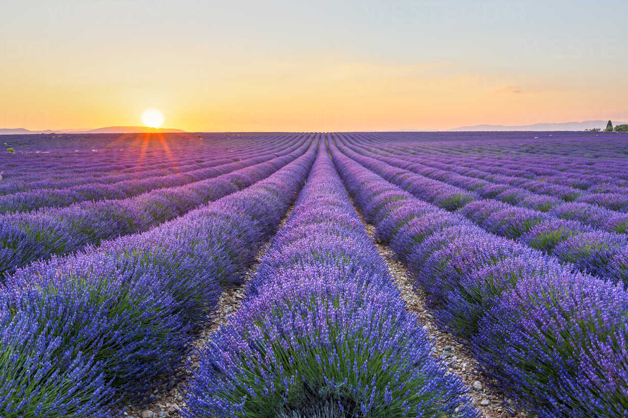 Valensole lavender fields