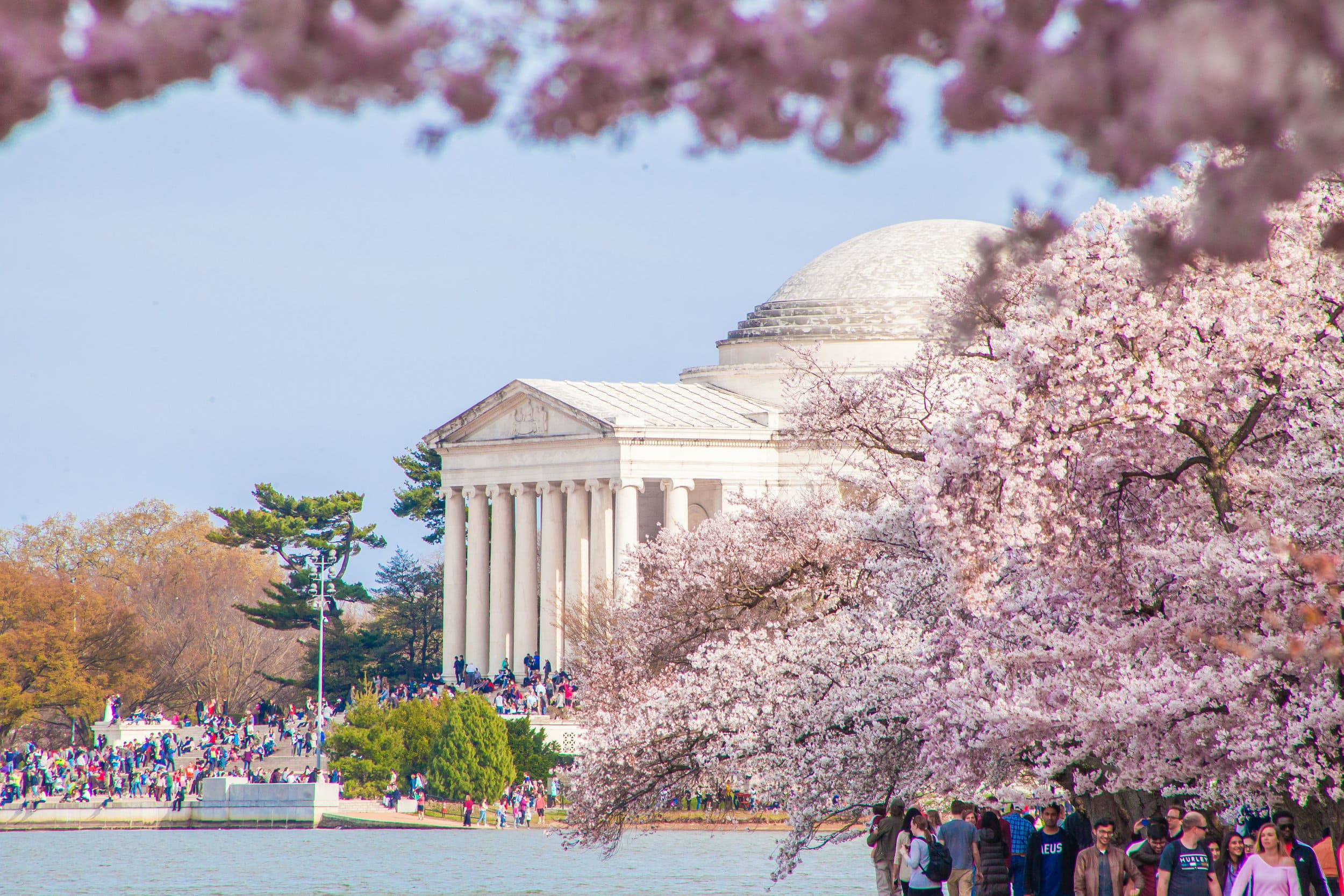 National Cherry Blossom Festival