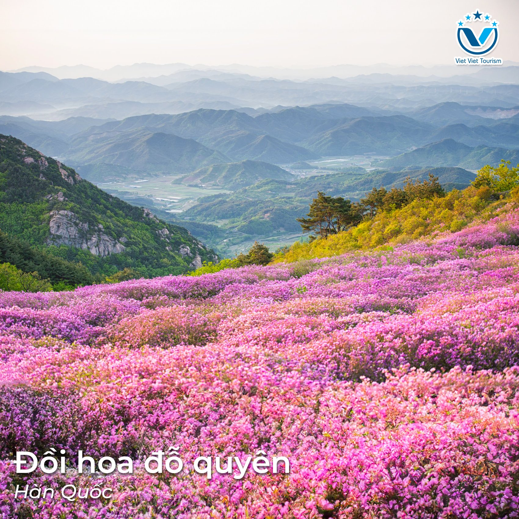 Hoa đỗ quyên