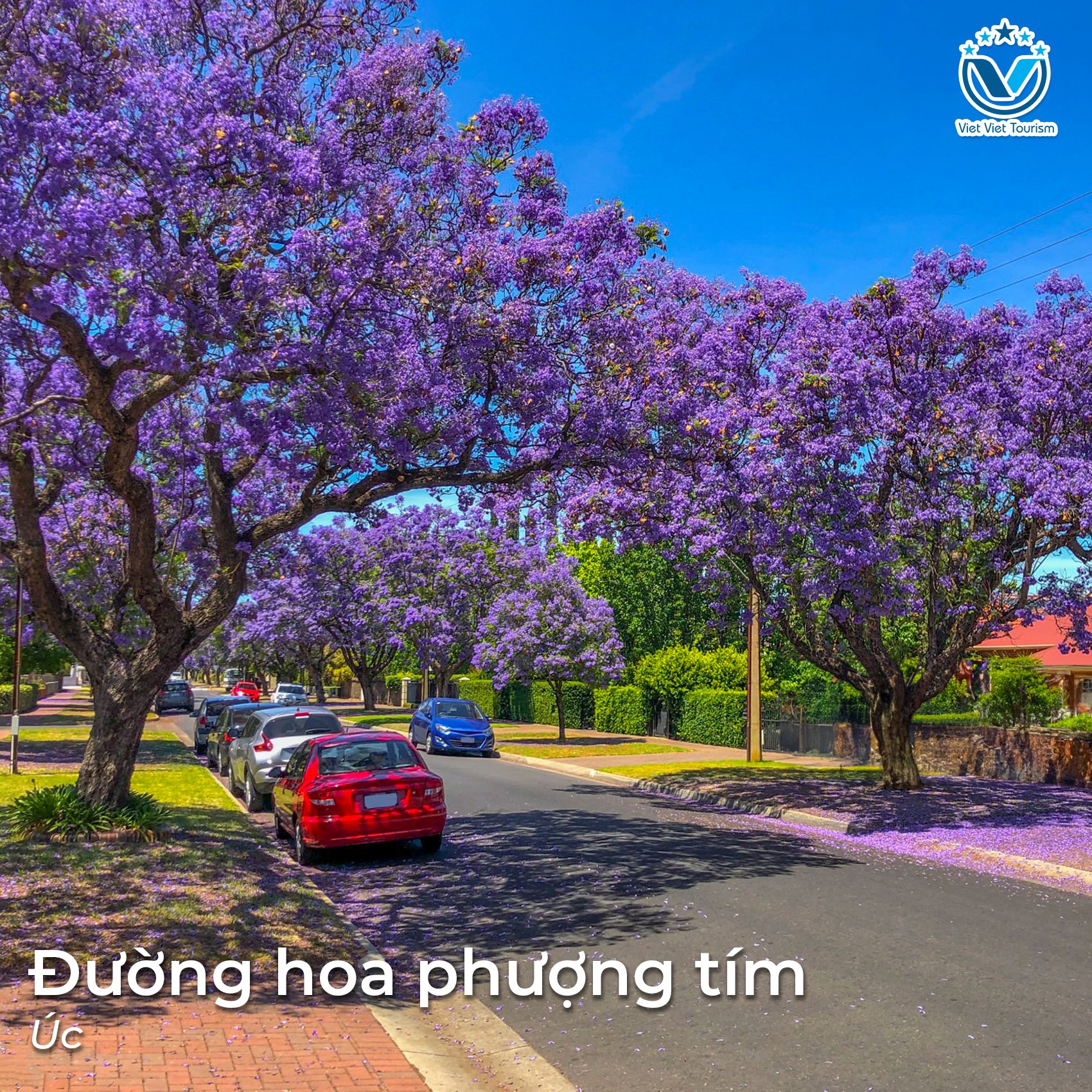 Phượng Úc