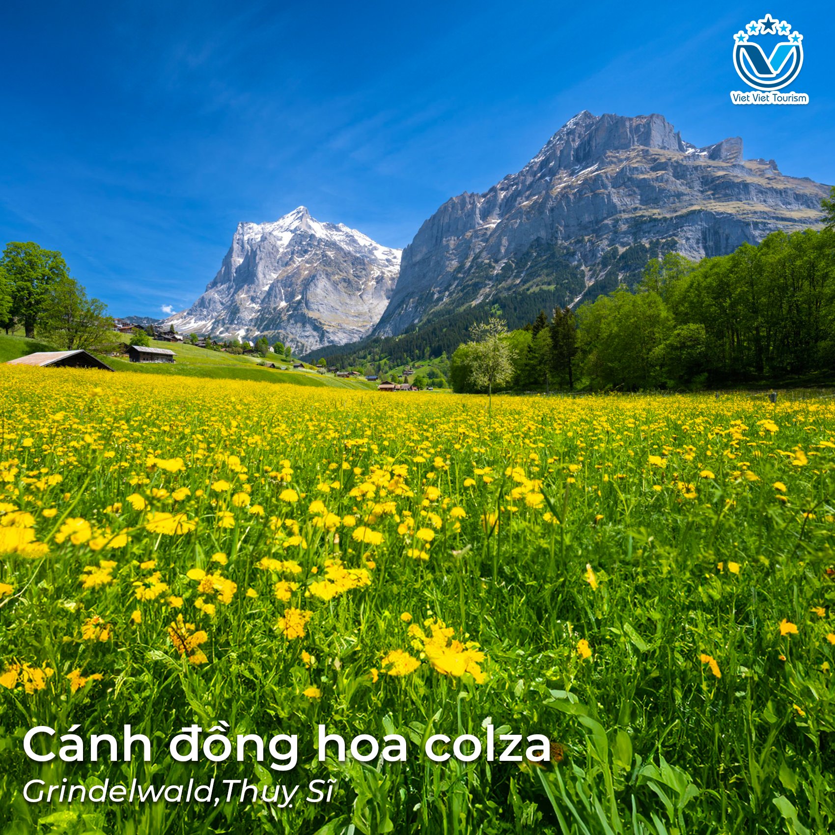 colza