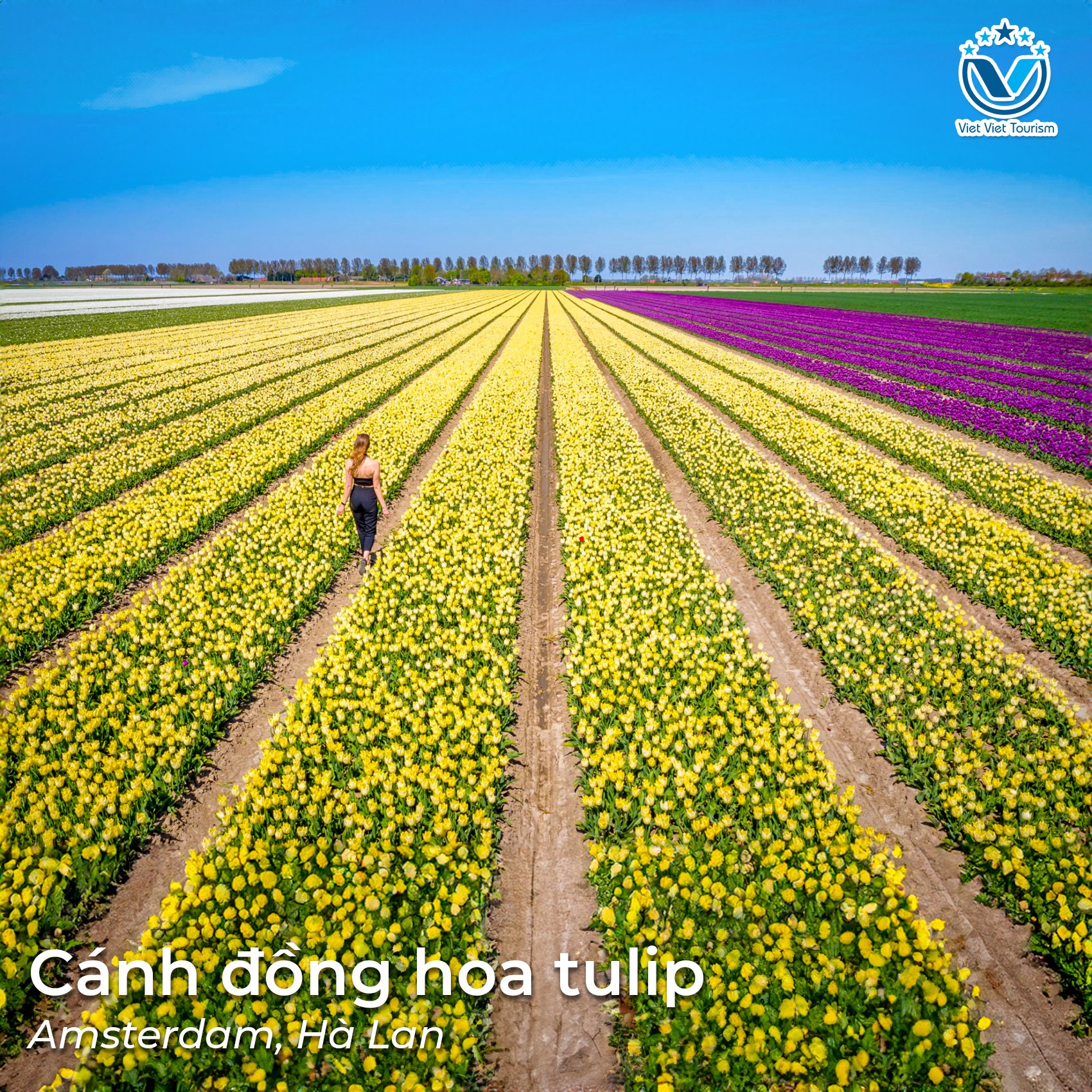 tulip AM
