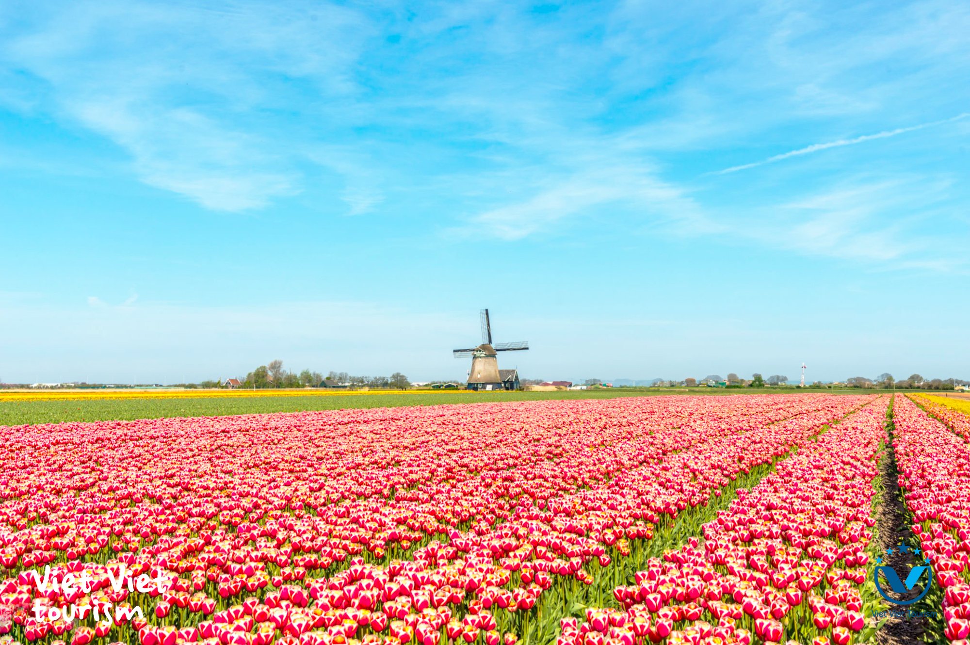 hoa tulip2