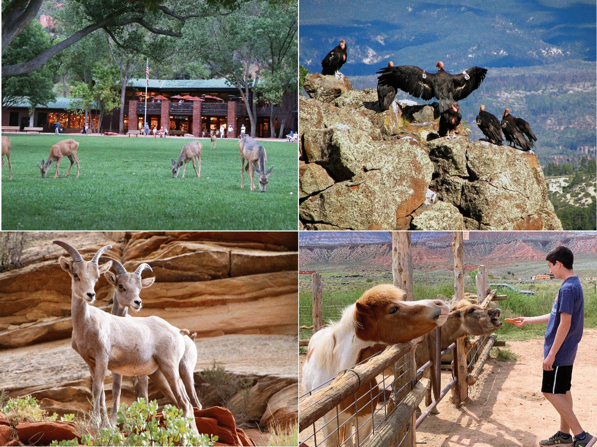 zion national park zoo 1