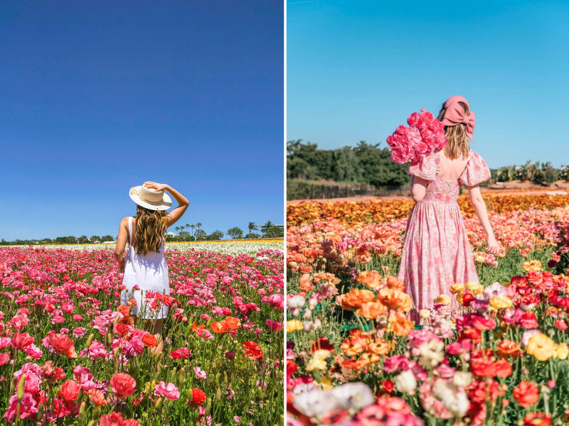 Ranunculus flower fields California