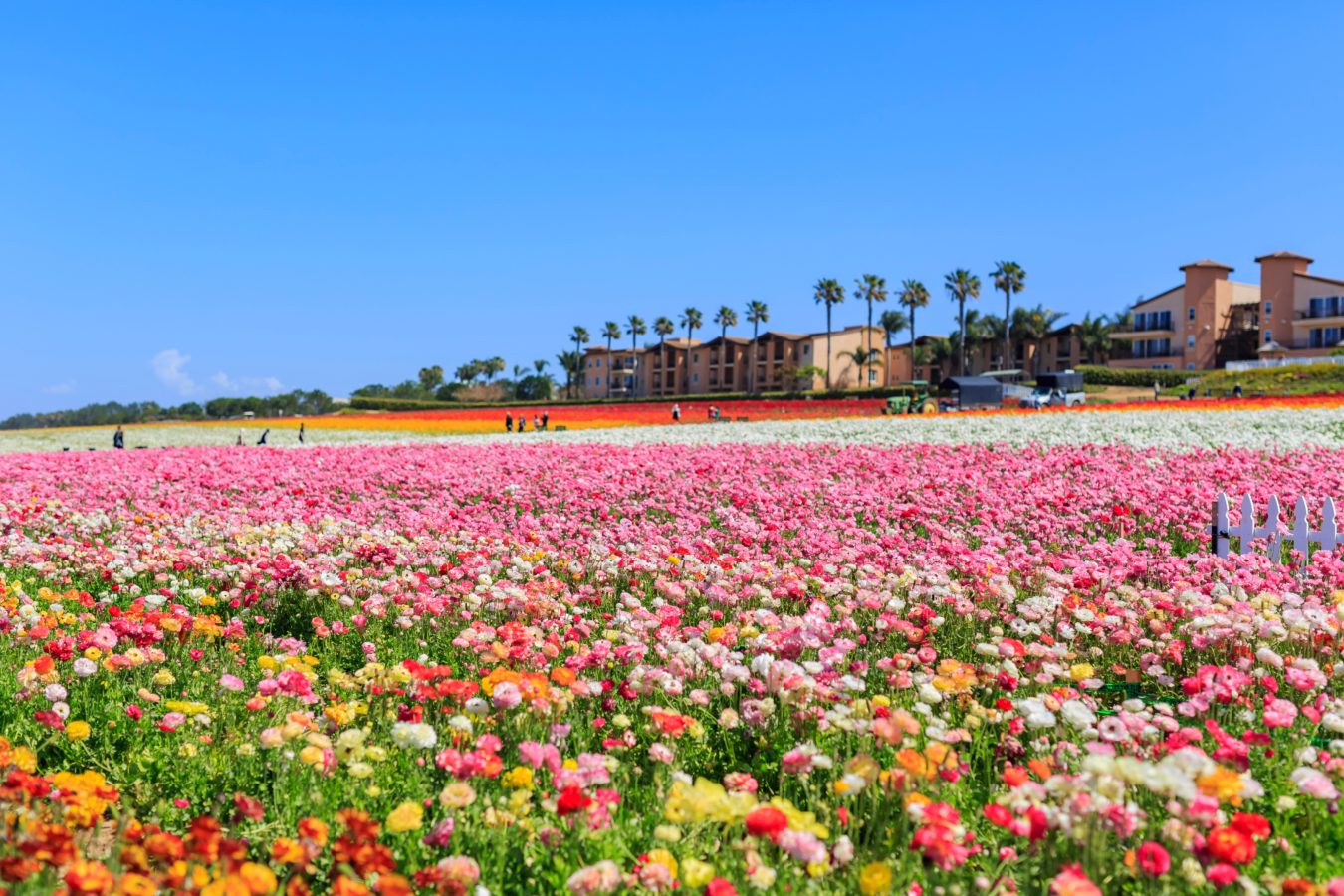Ranunculus flower fields California1