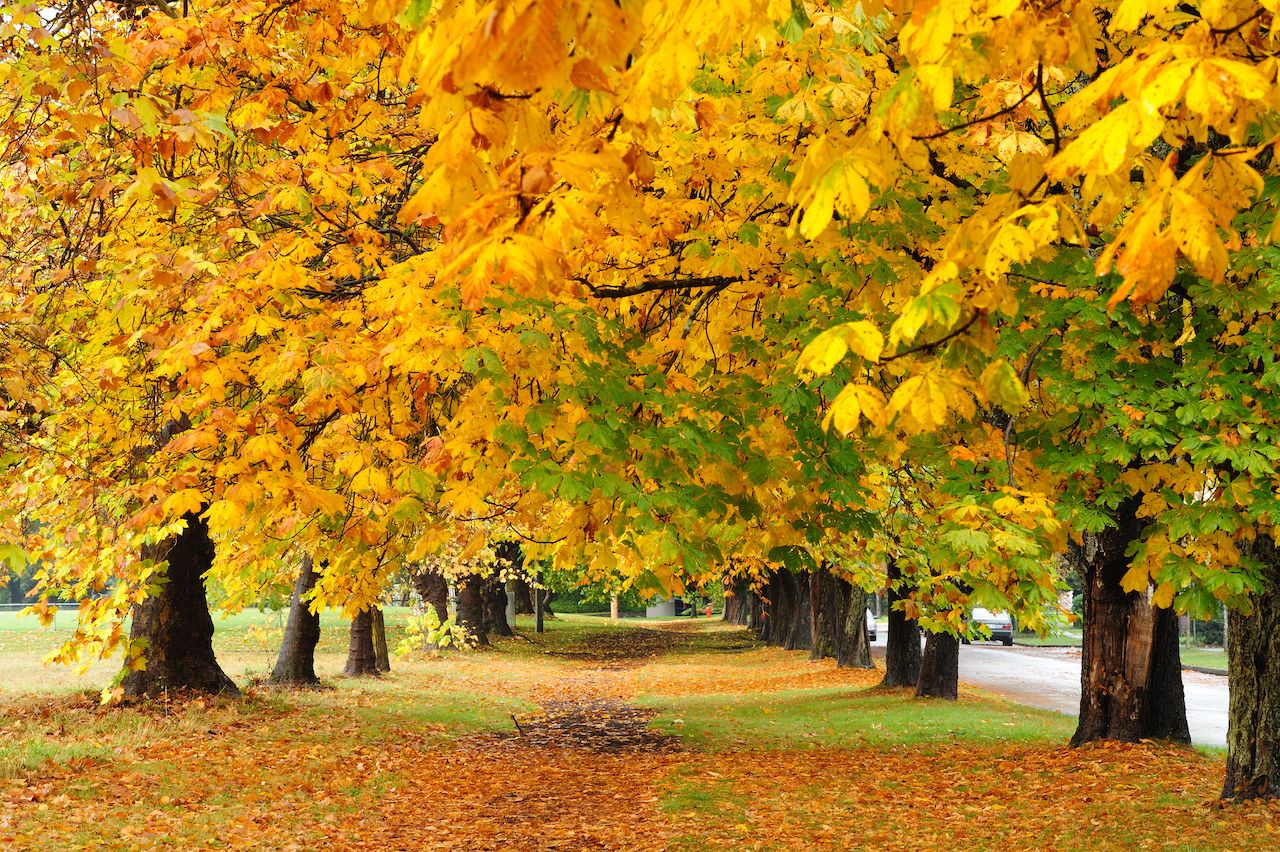 Fall foliage Vancouver1