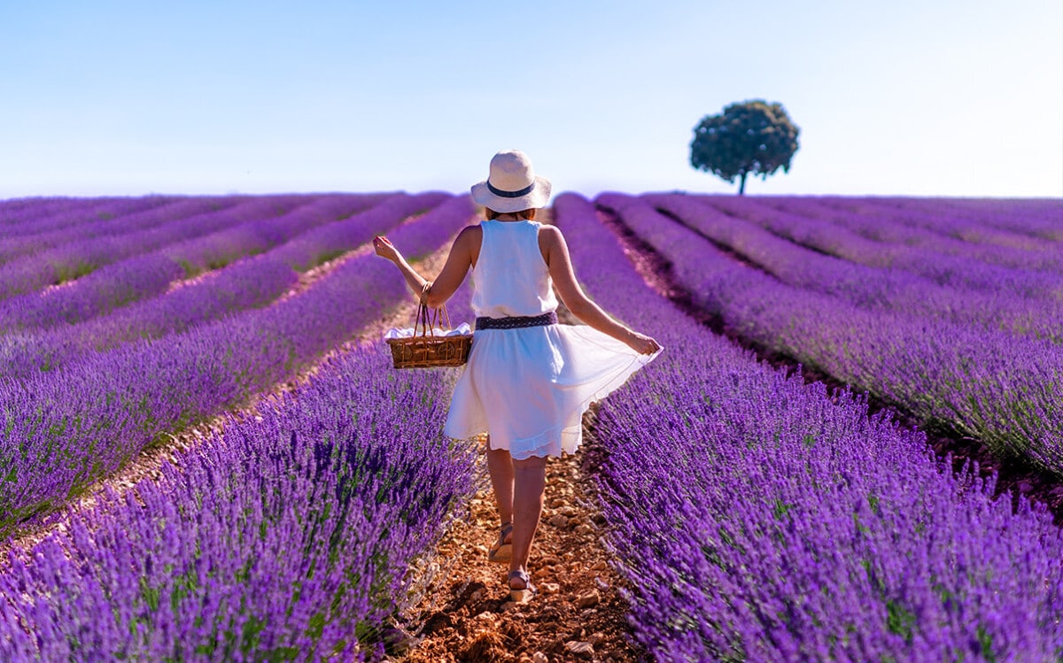 Provence lavender
