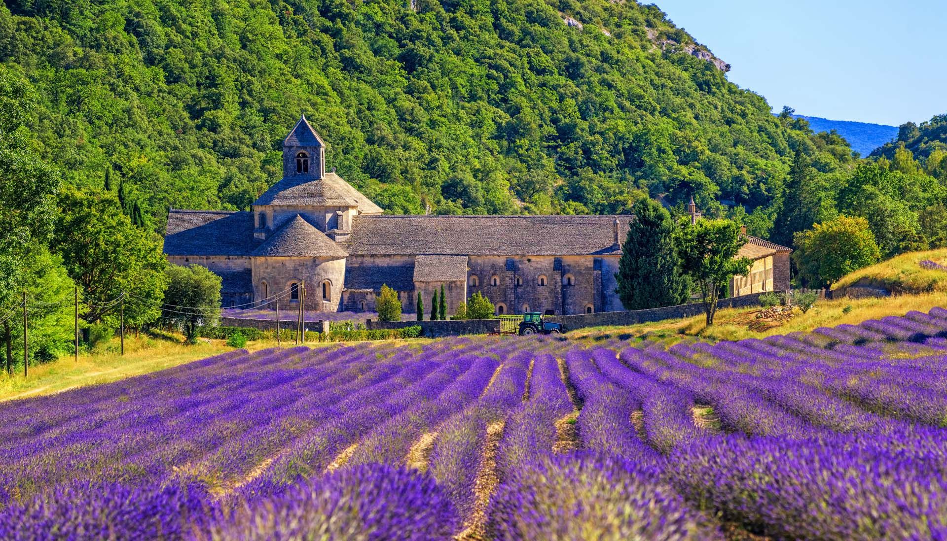 Provence lavender3