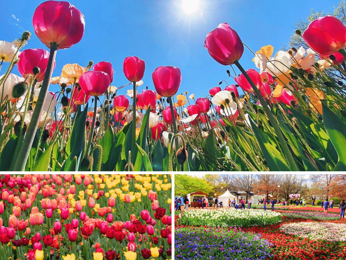 Floral Wonderland Floriade3 1