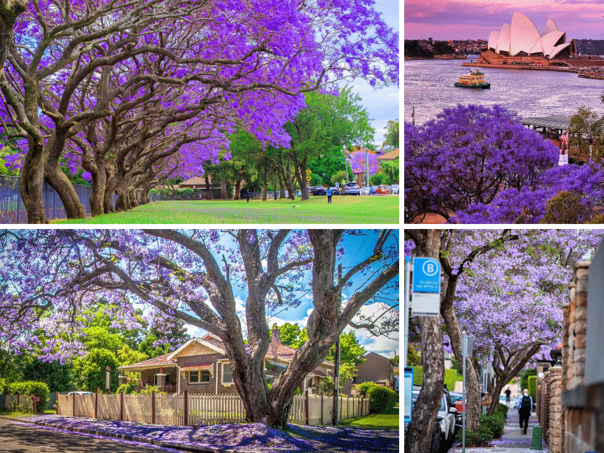Jacaranda 1