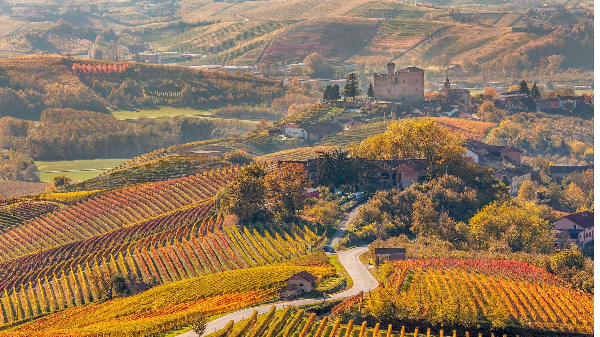 Piedmont vineyards autumn