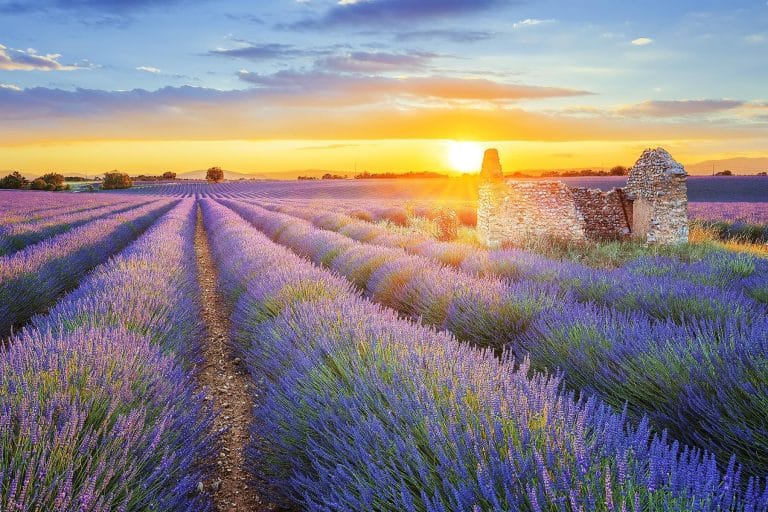 Lễ hội hoa oải hương ở Provence – Hương thơm tím biếc giữa mùa hè nước Pháp