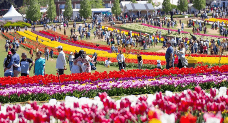 Lễ hội hoa Keukenhof – Mùa xuân ở Hà Lan
