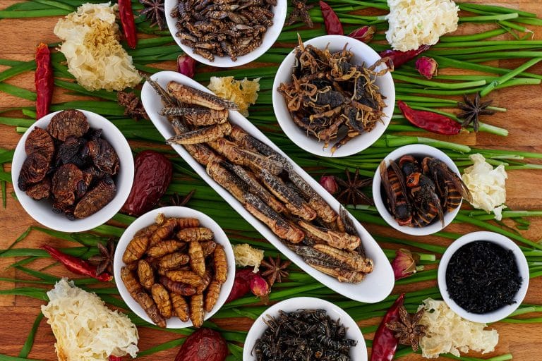 Nhìn thì sợ, ăn lại ghiền: Các món côn trùng nổi tiếng ở Trung Quốc